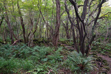 Obraz premium old trees in wild forest