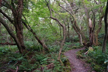 autumn forest with old trees and path