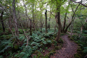 autumn path through dense fern