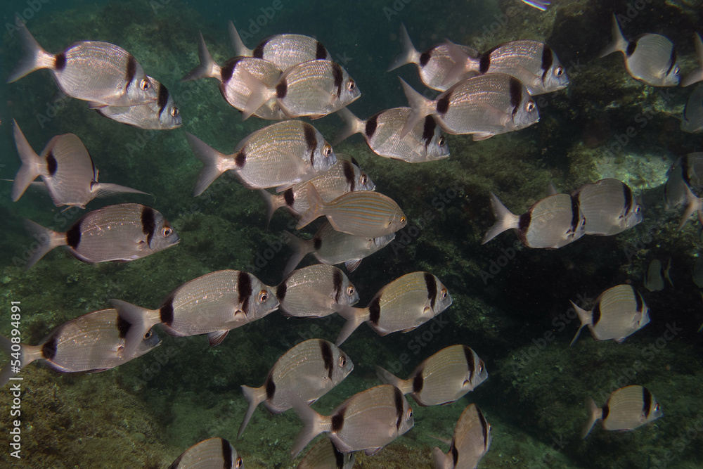 Wall mural Two banded bream (Diplodus vulgaris) in Mediterranean Sea