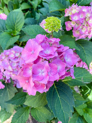 Bigleaf hydrangea