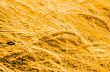 Ripening rye ears growing in the field. Golden rye in the noon time. Closeup view of rye ears.