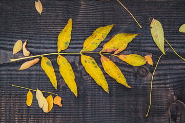 Jesienne liście na drewnianej desce. 