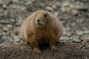 cute prairie dog curious watching
