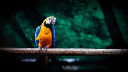 The blue-and-yellow macaw