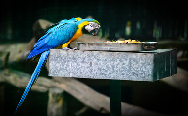 The blue-and-yellow macaw eating something