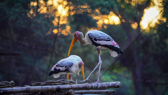 Painted Stork Bird (Mycteria Leucocephala)