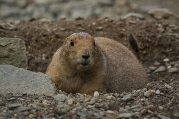 cute prairie dog curious watching