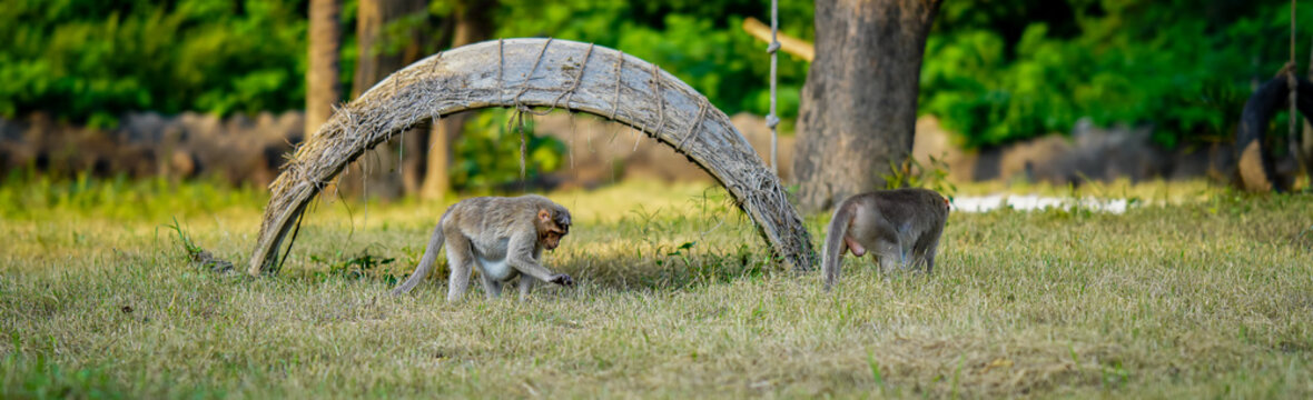 A wild monkey in India edited image