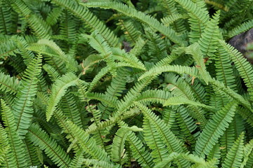 Close up of Boston Fern nature background There is space for a wide panoramic web banner design with beautiful wood design.