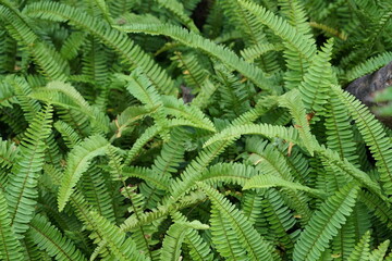 Fototapeta na wymiar Close up of Boston Fern nature background There is space for a wide panoramic web banner design with beautiful wood design.