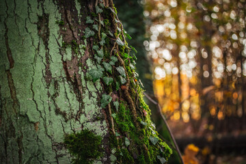 Zielony bluszcz na drzewie oświetlony zachodzącym słońcem. 