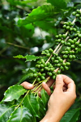 Naklejka na ściany i meble Close Up Farmer's hand harvesting Arabica coffee plants on coffee trees, Nan Province, Northern Thailand, single-origin coffee beans. special class terminology