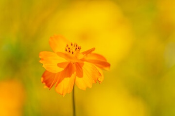 高崎鼻高展望の丘の菜の花畑