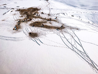 Aerial shot of dairy cattle cows grazing on pasture land covered in snow in winter at mountain Zlatibor, drone pov high angle view