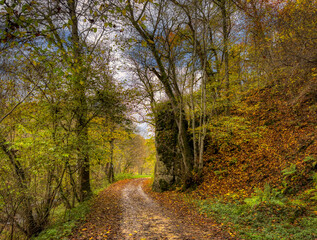 path in the forest