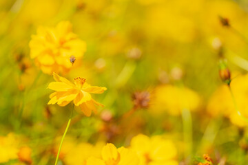 高崎鼻高展望の丘の菜の花畑