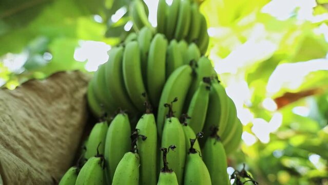 A closeup of banana bush at the plantation