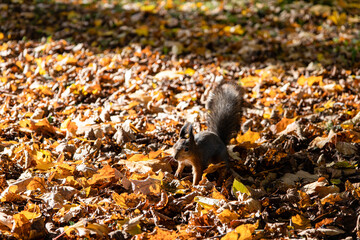 autumn squirrels