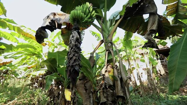 Banana plantation, bush of bananas hanging in tree