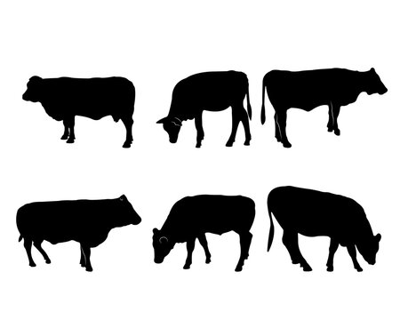 Collection of black silhouettes cows © Roza