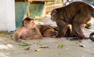 A family of capuchin monkeys communicating