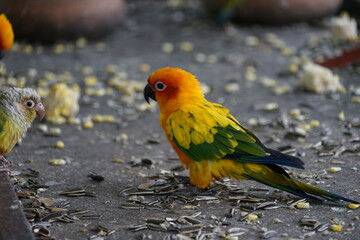 Yellow lovebird perched on wood with green nature background. concept fo cute pet bird