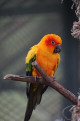 Yellow lovebird perched on wood with green nature background. concept fo cute pet bird