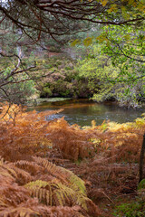 Brown ferns in a Scottish forest