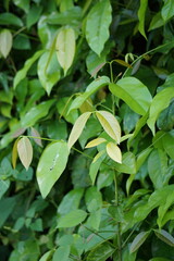 Obraz premium The leaves of gnetum gnemon (also called gnemon, melinjo, belinjo, kuliat, culiat, bago, bigo and padi oats, paddy oats) leaves with a natural background