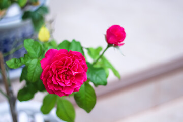 Pink rose flower blooming decorative in front of home