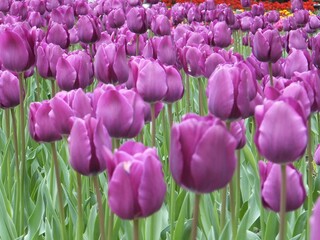 チューリップその３