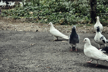 Fototapeta premium Pigeons on the street