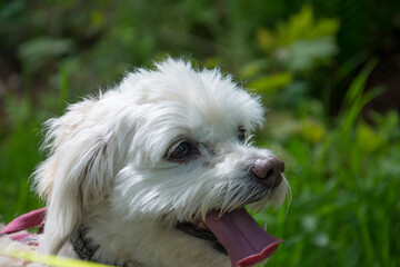 In the spring, a lapdog dog stands in the grass on the street.