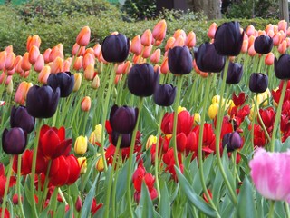 チューリップその６
