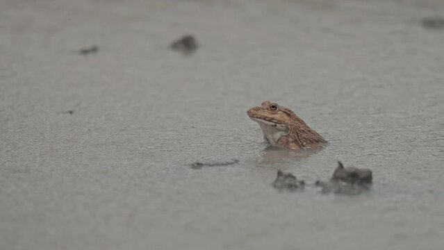 Frog on the mud land in a rainy.