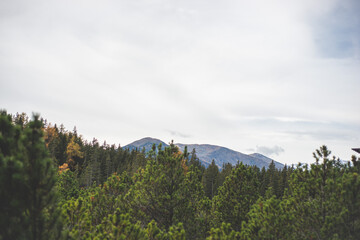 Herbstwald in Tirol