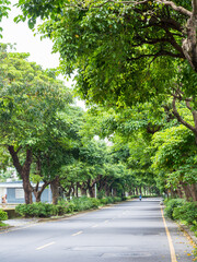 Landscape of straight road under the trees