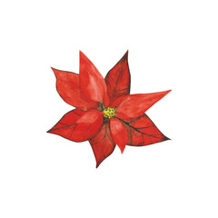 Poinsettia is isolated on a transparent background. Watercolor Christmas floral clipart. Red poinsettia plant illustration. Holiday object. Christmas flower. Single blossom design.