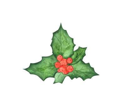 ilex aquifolium is isolated on a transparent background. Watercolor Christmas berry clipart. Holly berry illustration. Hand-painted floral icon. Branch of green leaves and red berries.