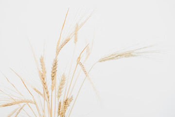 Ears of rye and wheat, a bouquet of spikelets