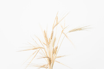 Ears of rye and wheat, a bouquet of spikelets