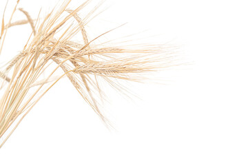 spikelets - isolate on a white background. spikelets of wheat.
