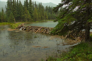 Beaver dam at Horseshoe Lake in Denali National Park and Preserve,Alaska,United States,North America
