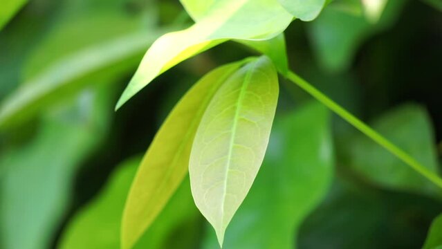 The leaves of gnetum gnemon (also called gnemon, melinjo, belinjo, kuliat, culiat, bago, bigo and padi oats, paddy oats) leaves with a natural background