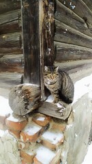 cat on a fence