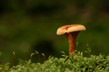 beautiful mushroom in the forest