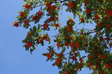 Cloudless blue sky and branches of European rowan with orange berries in mid September