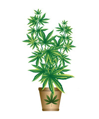 cannabis plant