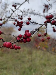 Fototapeta na wymiar red berries of haw on a branch